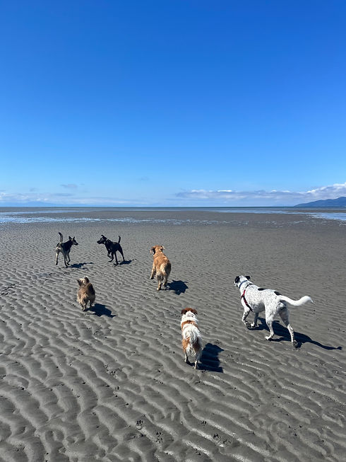 Dogs running on sandy beach under a blue sky