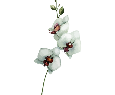 White Flowers_edited.png