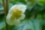 Thumbnail: Mayapple - Podophyllum peltatum