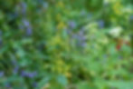 Thumbnail: Zigzag Goldenrod - Solidago flexicaulis