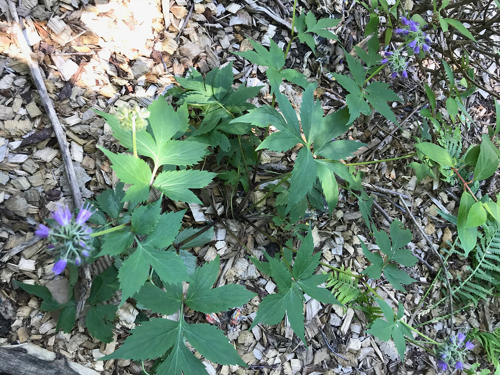 Thumbnail: Virginia Waterleaf - Hydrophyllum virginianum