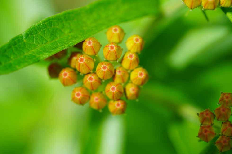 Thumbnail: Butterfly Milkweed, Asclepias tuberosa
