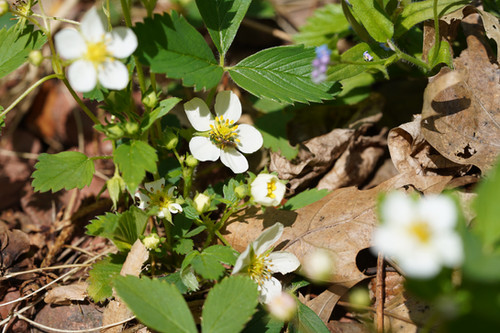 Wild Strawberry - Fragaria virginiana | Pollinator Garden