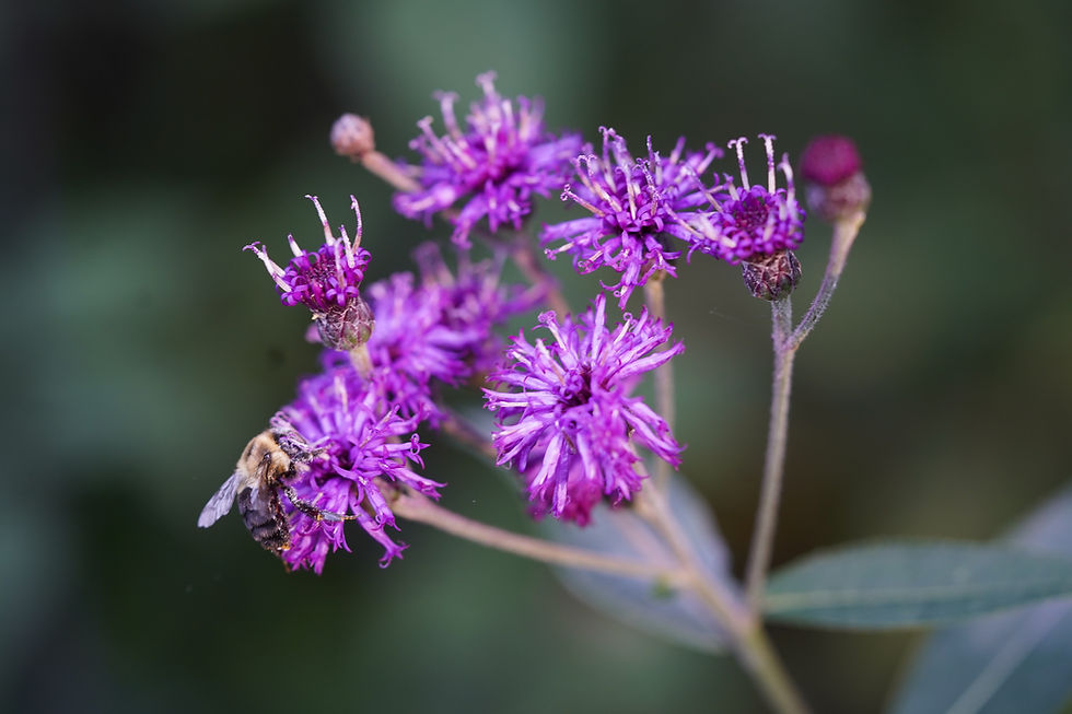 Thumbnail: Missouri Ironweed, Vernonia missurica