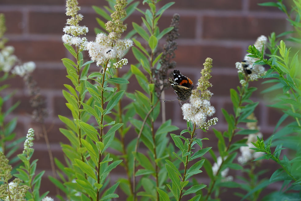 Thumbnail: Meadowsweet