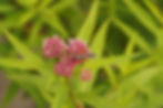 Thumbnail: Swamp Milkweed, Asclepias incarnata