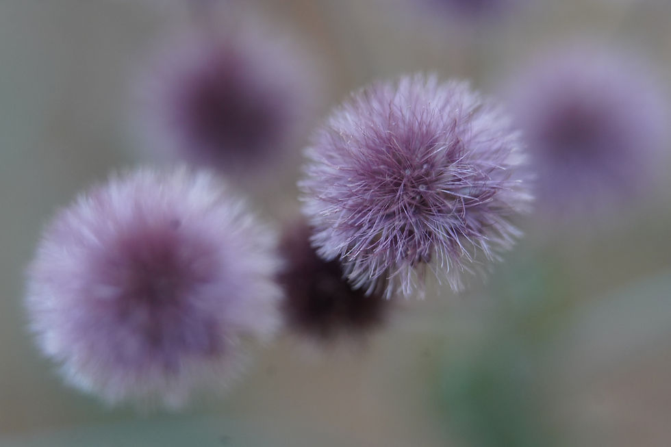 Thumbnail: Missouri Ironweed, Vernonia missurica