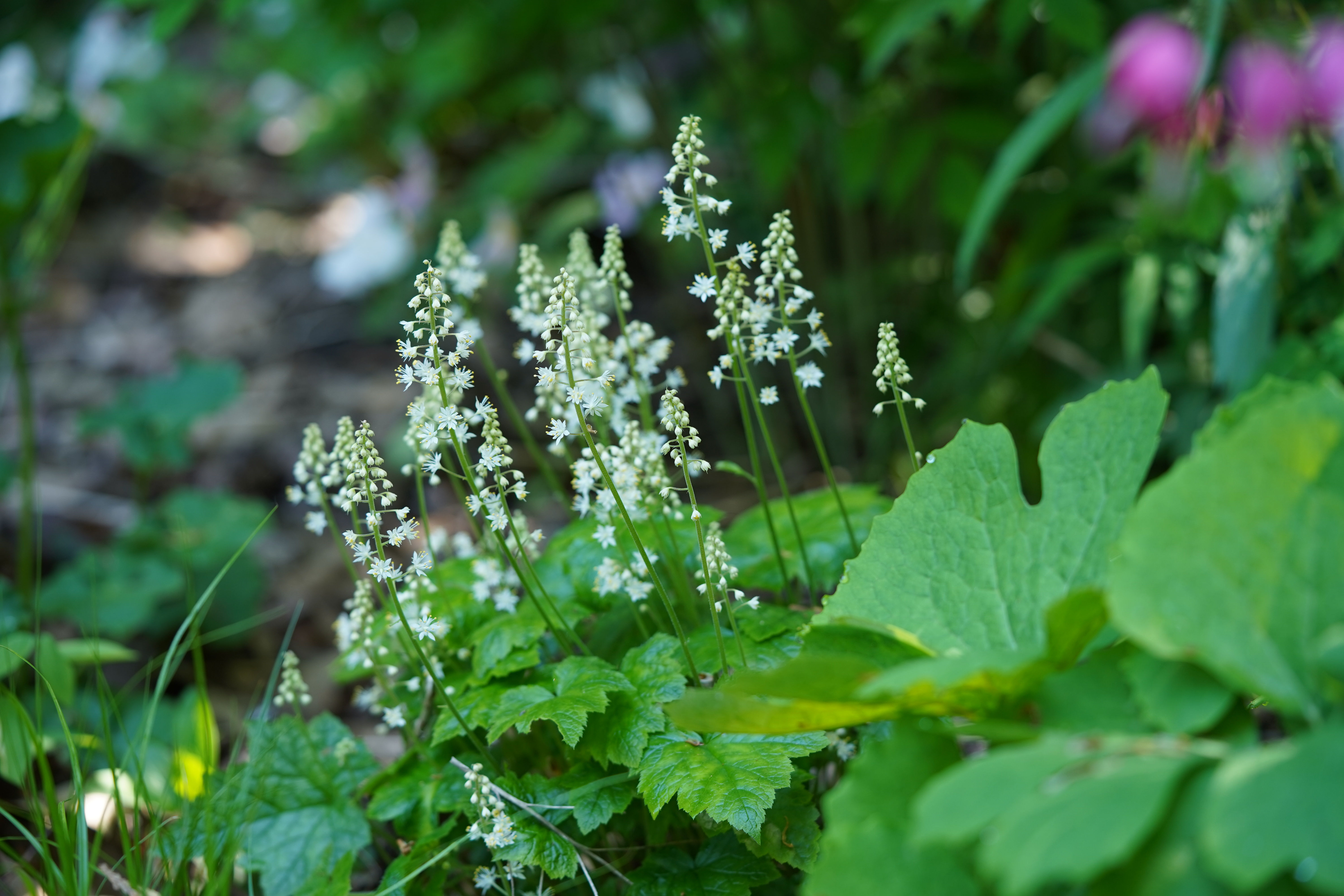 Foamflower