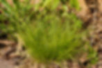 Thumbnail: Rosy Sedge, Carex rosea