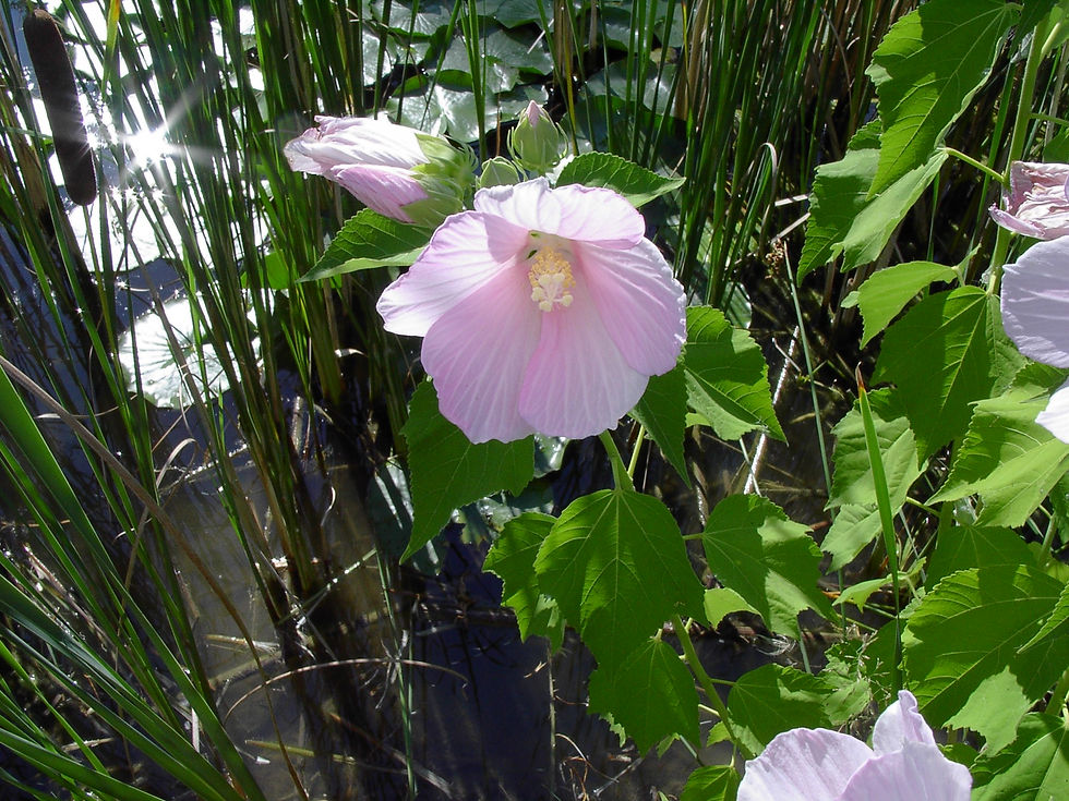 Thumbnail: Swamp Rose Mallow