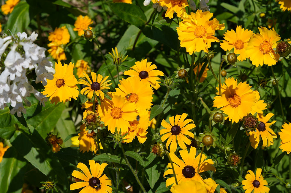 Thumbnail: Black-eyed Susan, Rudbeckia hirta