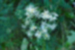 Thumbnail: White Wood Aster - Eurybia divaricata