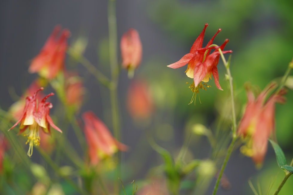 Thumbnail: Wild Columbine, Aquilgia canadensis