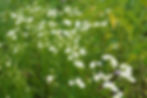 Thumbnail: Upland White Goldenrod, Oligoneuron album