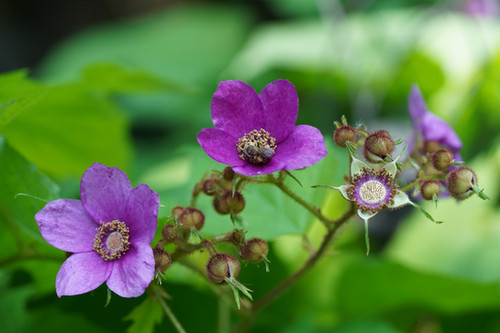 Purple Flowering Raspberry Tree Purple Flowering Raspberry | Pollinator Garden