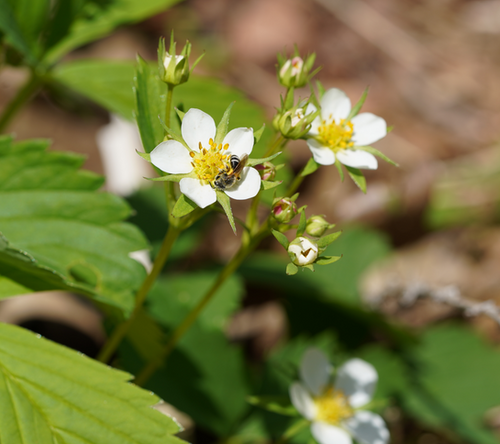 Wild Strawberry - Fragaria virginiana | Pollinator Garden
