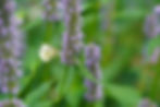 Thumbnail: Anise Hyssop, Agastache foeniculum