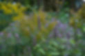 DSC09009.JPG