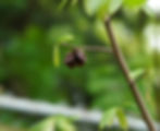 Thumbnail: Pawpaw Tree, Asimina triloba
