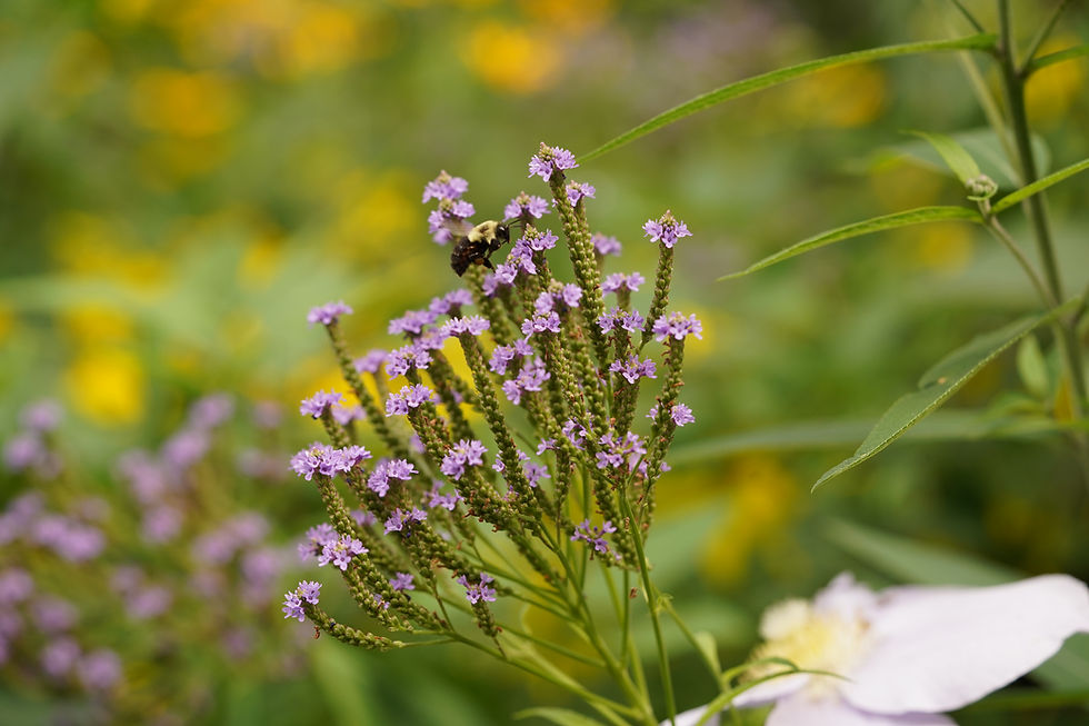 Thumbnail: Blue Vervain - Verbena hastata
