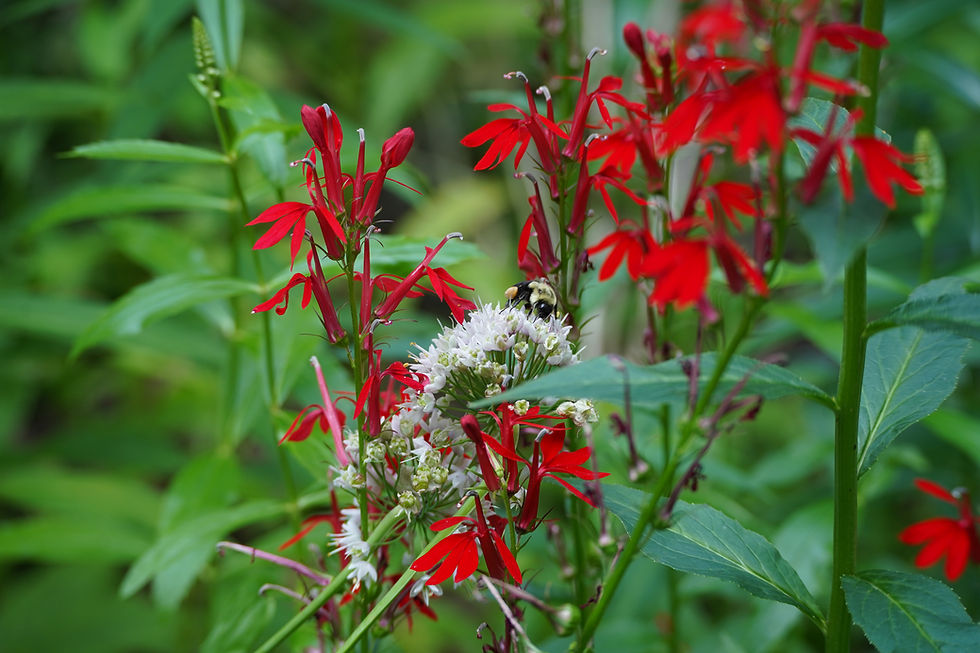 Thumbnail: Cardinal Flower, Lobelia cardinalis