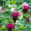 Thumbnail: Red Bee Balm