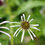 Thumbnail: Pale Purple Coneflower