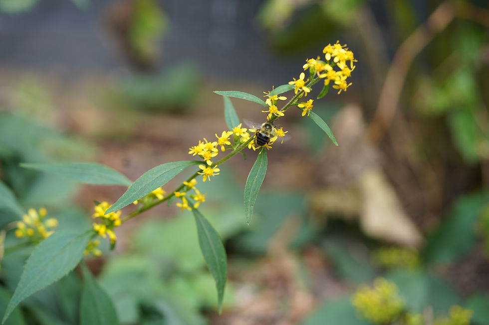 Thumbnail: Blue-stemmed Goldenrod - Solidago caesia