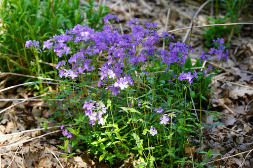 Wild Blue Phlox, Phlox divaricata | Pollinator Garden
