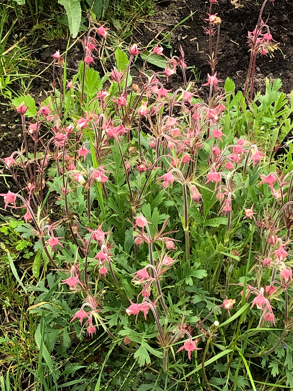 Thumbnail: Prairie Smoke - Geum triflorum