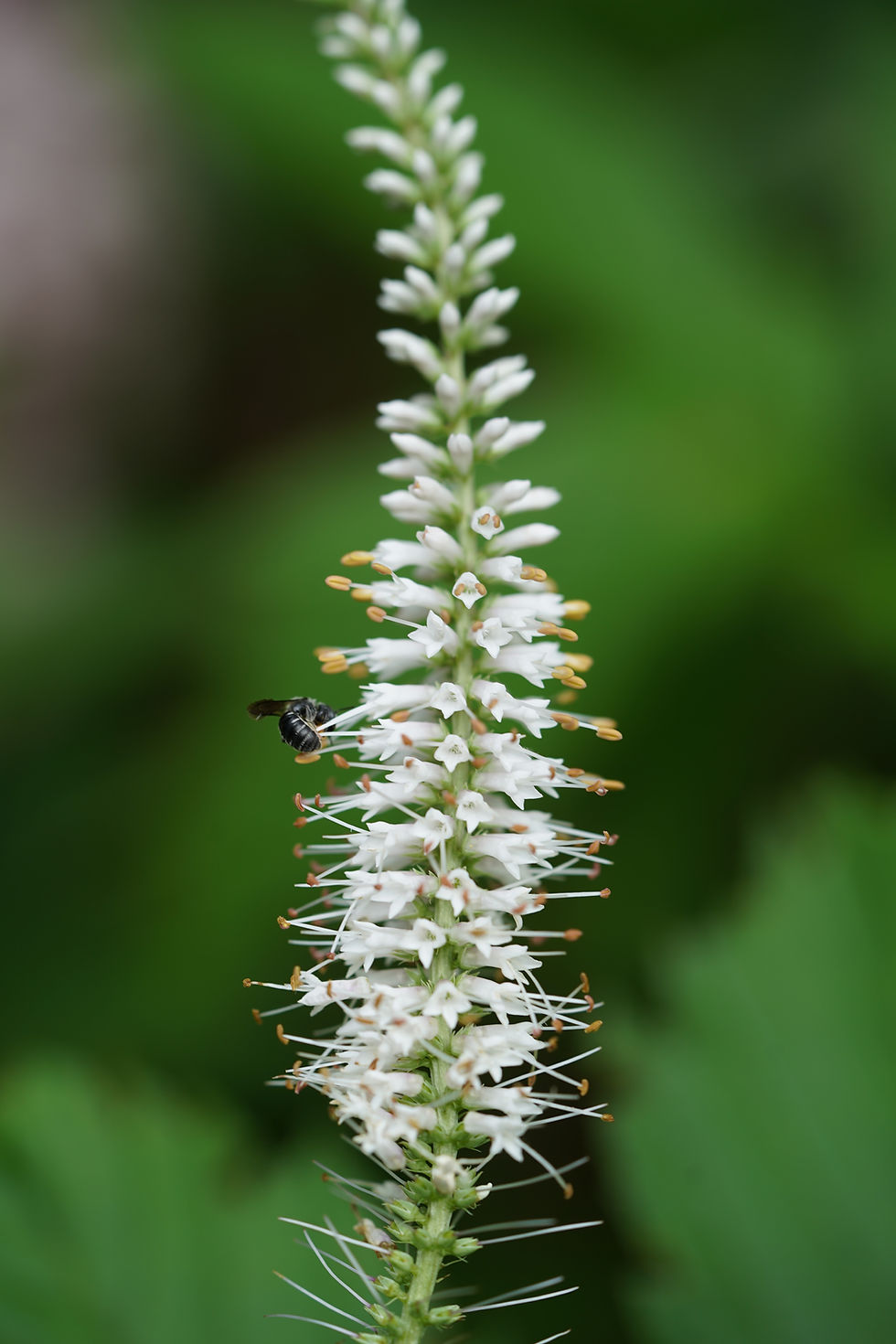 Thumbnail: Culver's Root, Veronicastrum virginicum