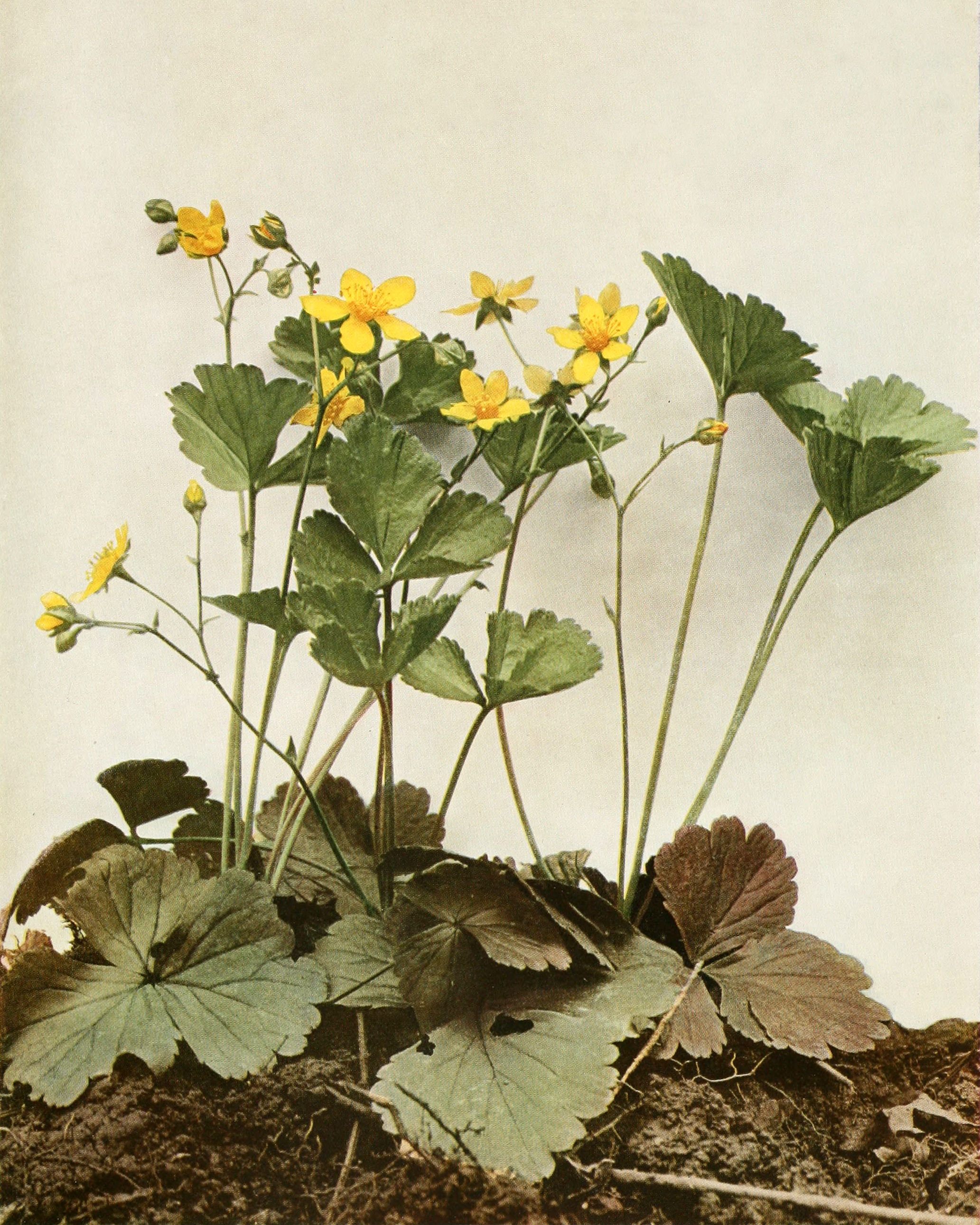 Barren Strawberry