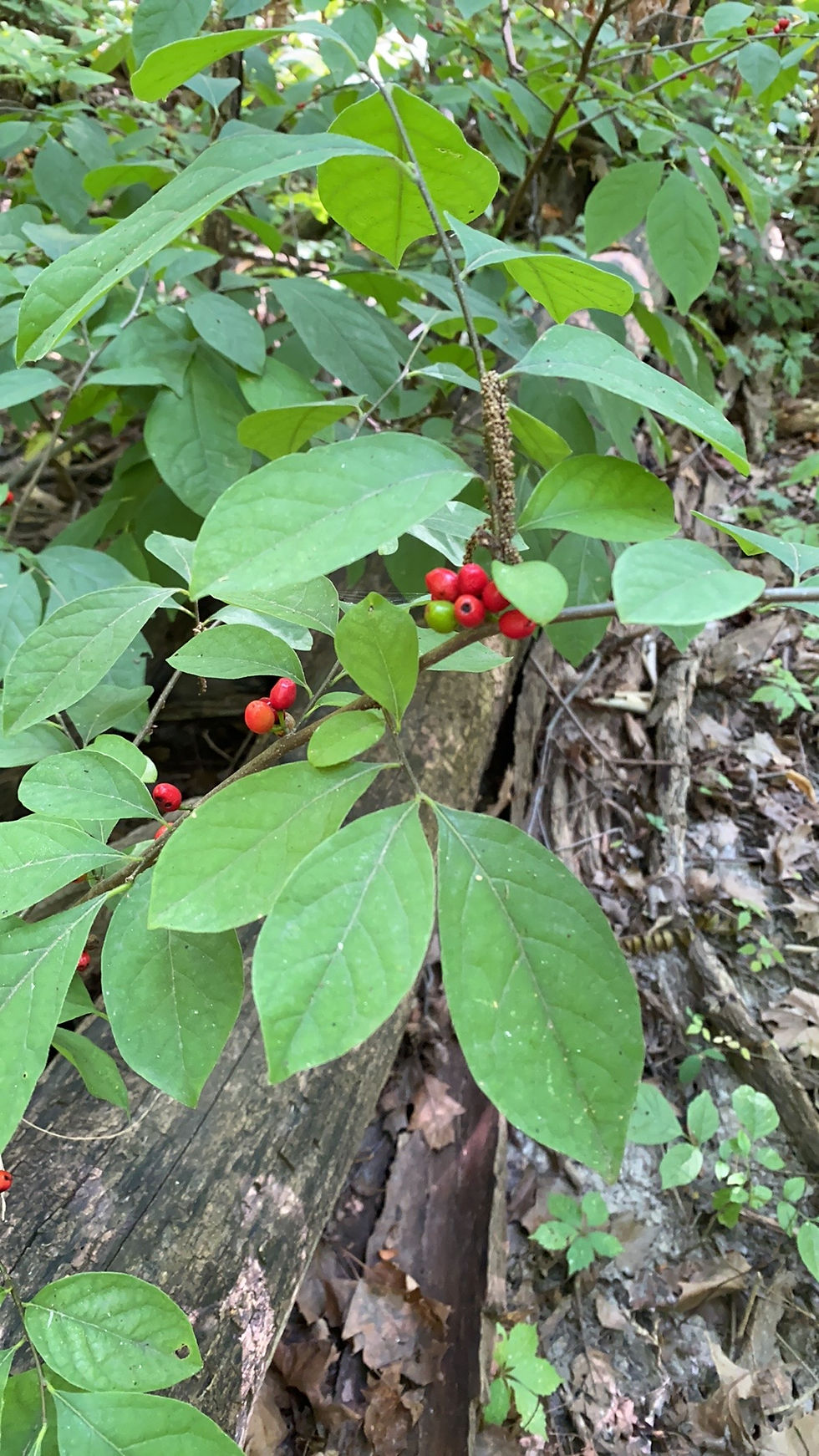 Thumbnail: Spicebush, Lindera benzoin