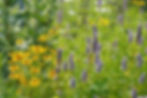 Thumbnail: Anise Hyssop, Agastache foeniculum