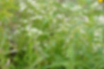 Thumbnail: Upland White Goldenrod, Oligoneuron album