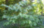 Thumbnail: Pawpaw Tree, Asimina triloba