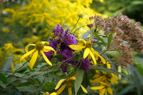 Moisture-loving | Pollinator Garden