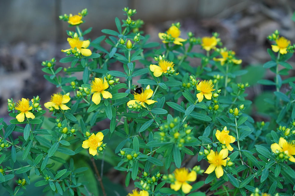 Thumbnail: Kalm's St. John's Wort