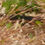 Thumbnail: Little Bluestem