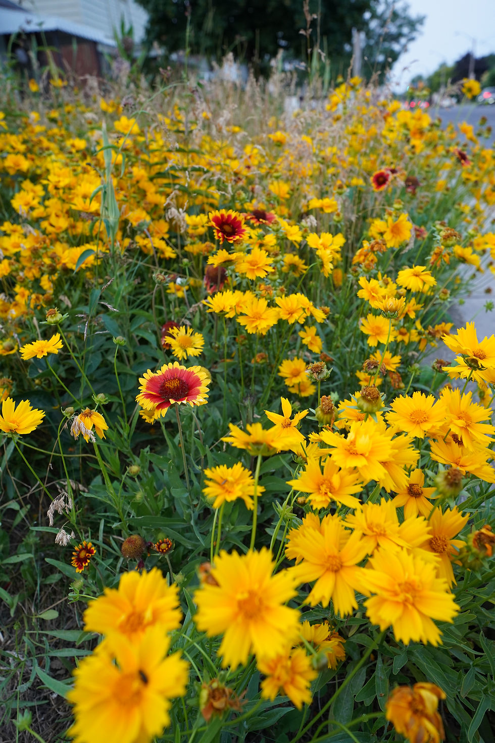 Thumbnail: Lance-leaf Coreopsis - Coreopsis lanceolata