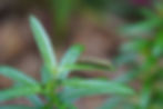 Thumbnail: Swamp Milkweed, Asclepias incarnata