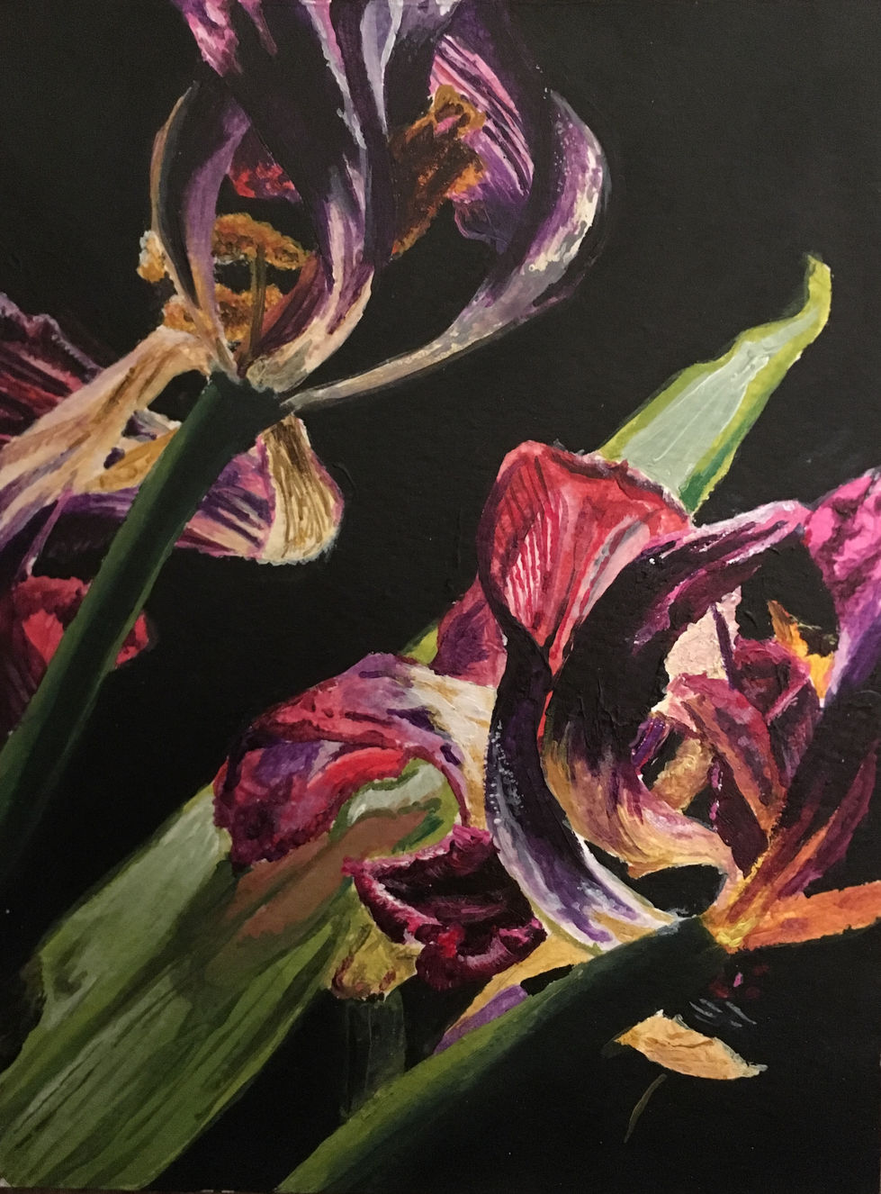 'Dead Tulip'