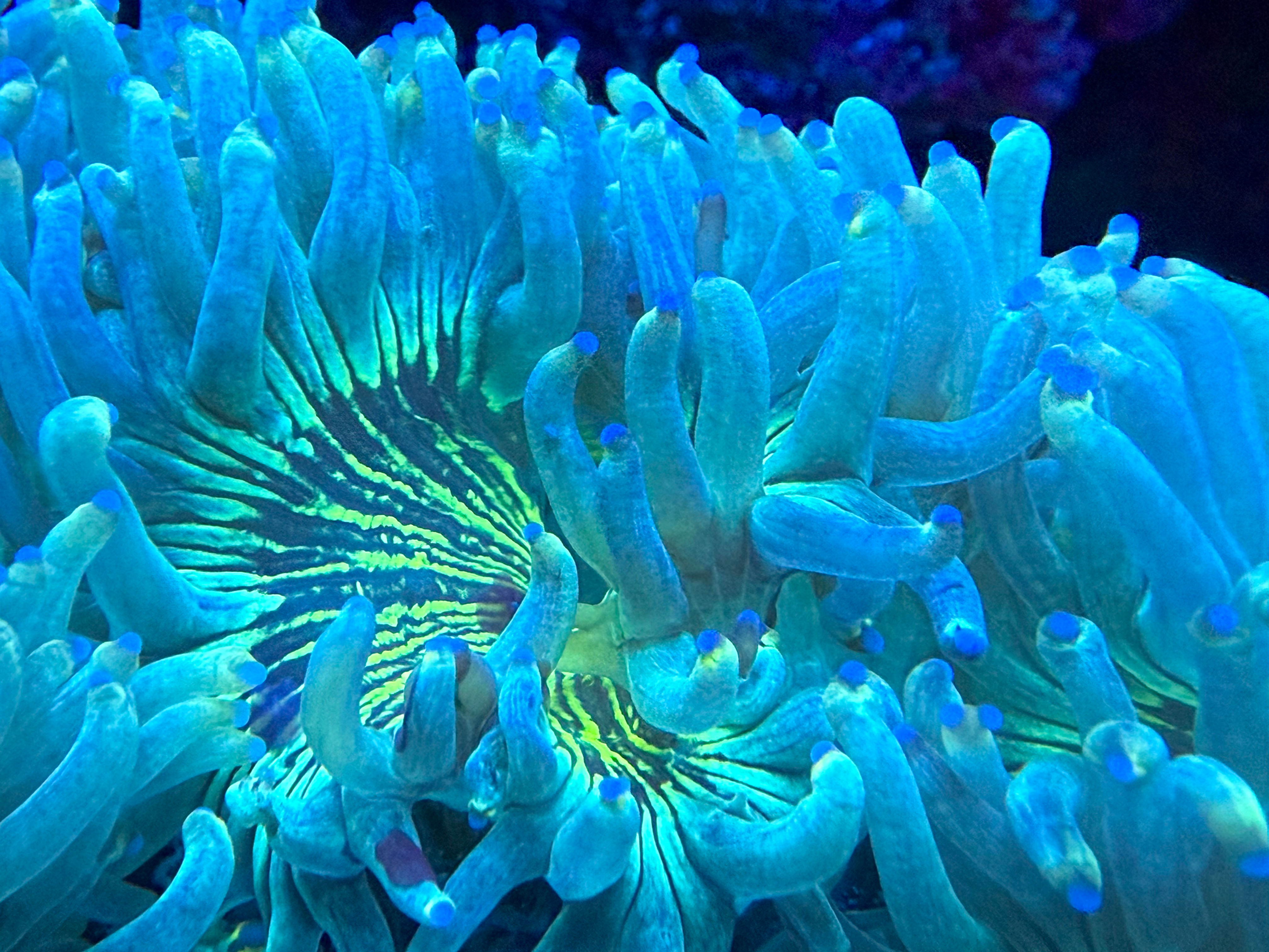 Elegance Coral (Catalaphyllia jardinei)