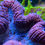 Thumbnail: Lobophyllia Coral (Lobophyllia spp.)