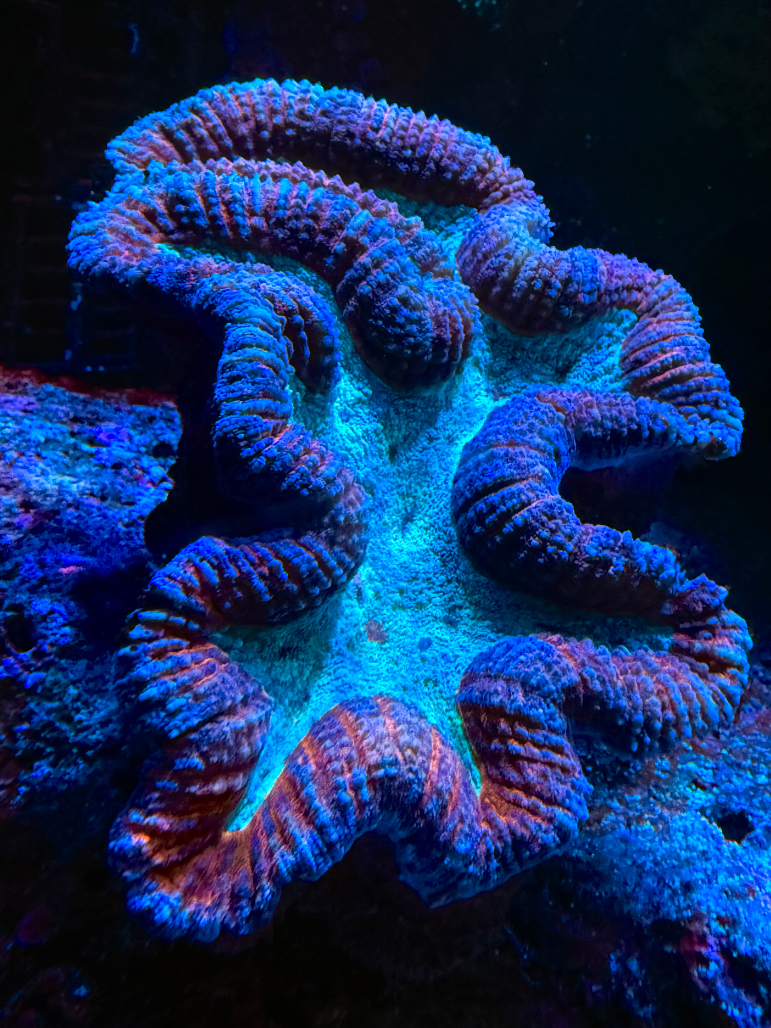 Lobophyllia Coral - Large ! (Lobophyllia spp.)