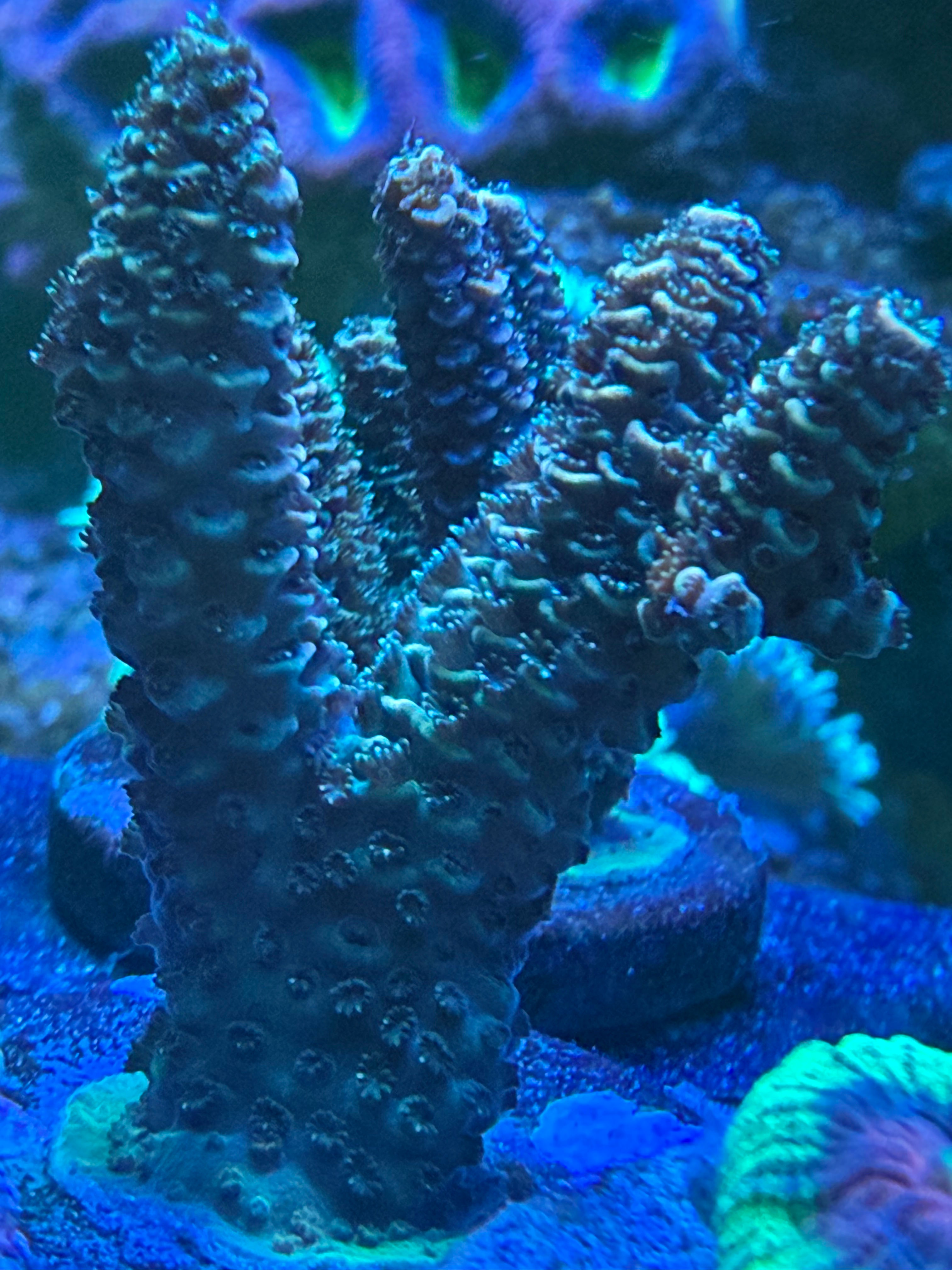 Australian CDU Frag 44