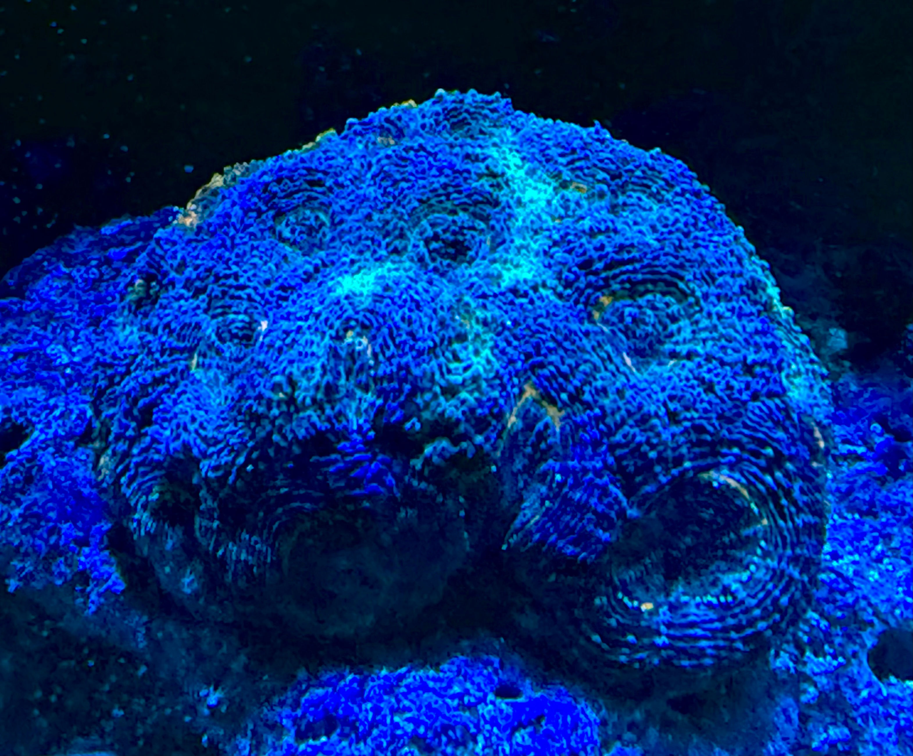 Blue/Teal Acanthastrea Echinata