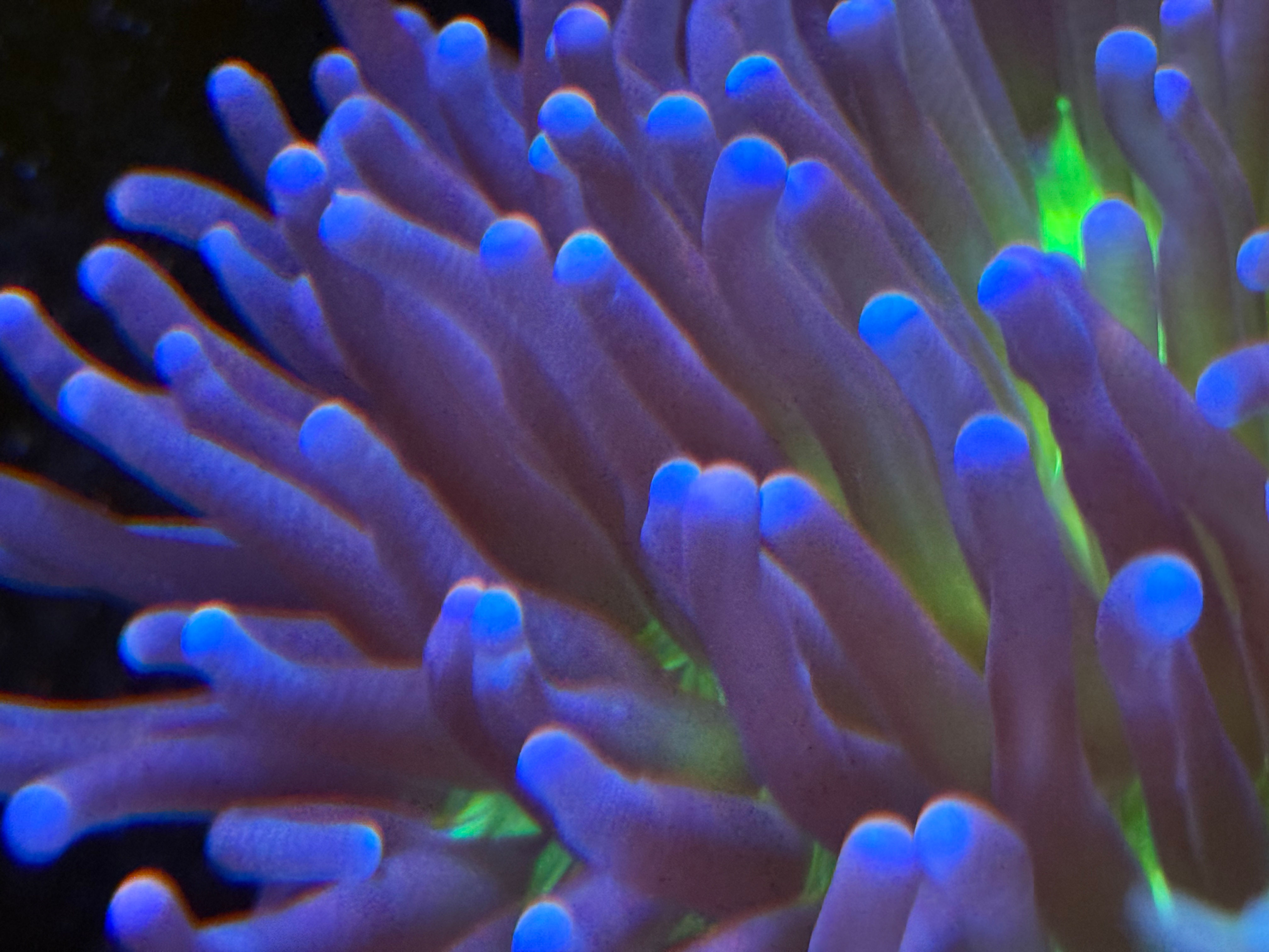Aussie Ultra Grade Heliofungia