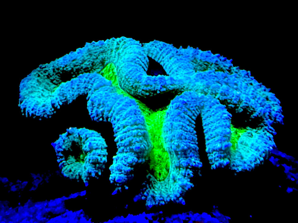 Thumbnail: Lobophyllia Coral (Lobophyllia spp.)