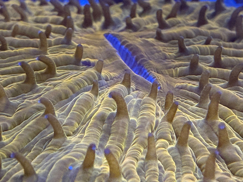 Thumbnail: Gold Fungia Plate Coral